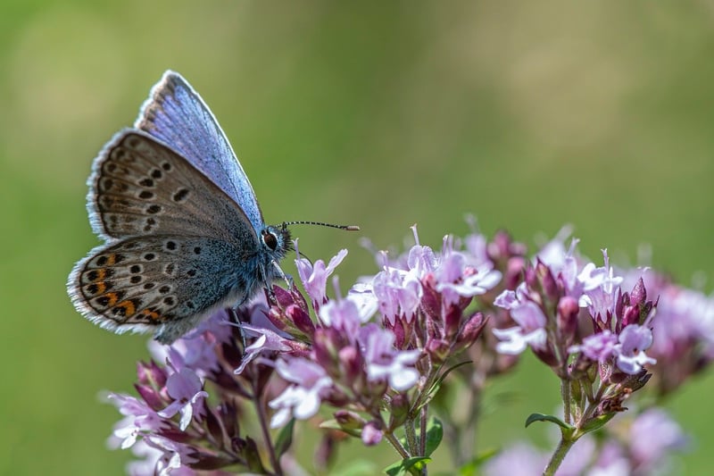 Butterfly-Friendly