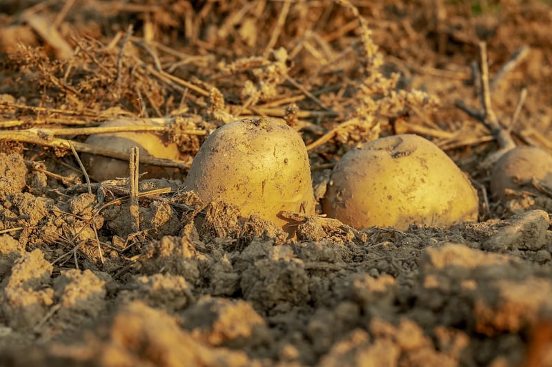 Nutrient-Rich Soil