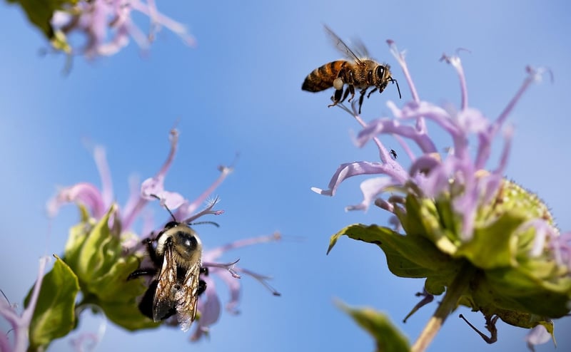 Bees Pollination
