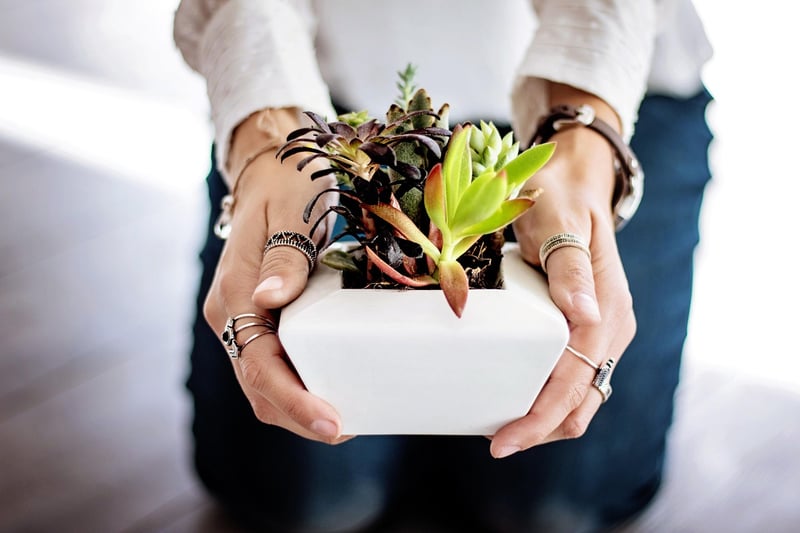 Windowsill Plants